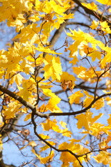 Autumn trees in yellow forest. Park with fallen leaves on the foreground	