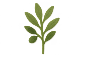 Green felt plant sprig with leaves transparent background
