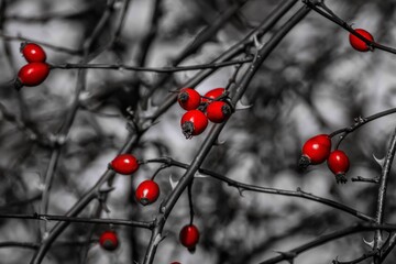Selective color photo of red rose hips on thorny branches with black and white background,...