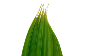 Green leaf blade with parallel veins, fresh plant element on transparent background for nature and growth concepts