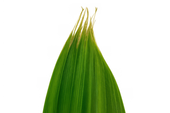 Green leaf blade with parallel veins, fresh plant element on transparent background for nature and growth concepts