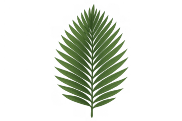 Green palm frond element showing natural tropical leaf structure. Isolated botanical plant for nature and vacation designs
