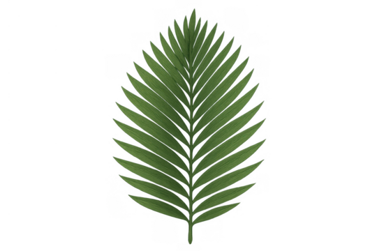 Green palm frond element showing natural tropical leaf structure. Isolated botanical plant for nature and vacation designs