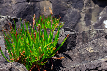 Dense rosette of green leaves with spiky flowers of perennial pant Plantago maritima (the sea plantain, seaside plantain or goose tongue) that grows on rocky terrain in summer sunny day. © Saeedatun
