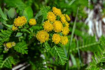 Bright yellow flowers of Common tansy (bitter buttons, cow bitter, or golden buttons) with green lush foliage growing in the wild in summer sunny day.