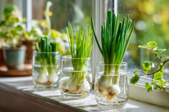 Fresh green onions and celery stems regrowing in clear water glasses on a bright kitchen counter. Concept of zero waste, sustainable living, home gardening, and vegetable regrowth indoors.