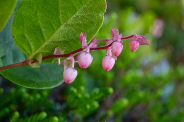 Evergreen shrub of Gaultheria shallon (salal or shallon) with delicate white and pink flowers on the branch with green leaves. Summer bloom in the rainforest.