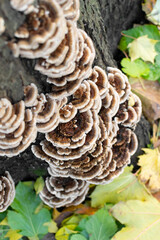 Colony of Trametes versicolor fungus on foliar tree, turkey tail mushrooms, selective focus