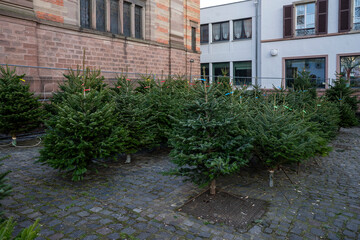 Cut  fir trees stand on the street for sale. Christmas tree market. The concept of New Year's holidays