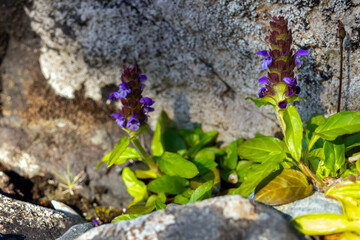 Bright beautiful summer bloom of Prunella vulgaris (self-heal, heal-all, woundwort, or blue curls), creeping bunch with flowers and green foliage growing on rocky terrain.