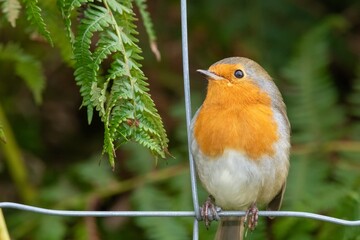 Portrait of a European robin (erithacus rubecula) perching on a wire fence