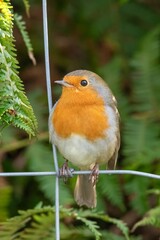 Portrait of a European robin (erithacus rubecula) perching on a wire fence