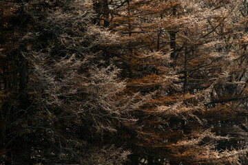 Branches of winter trees covered in frost, shining white