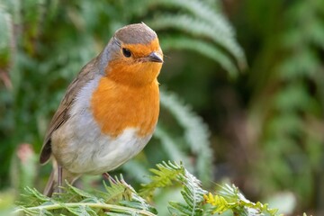 Portrait of a European robin (erithacus rubecula) perching on a bracken plant