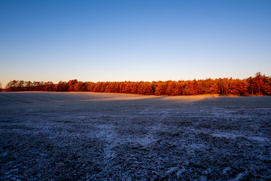 A larch forest colored by the morning sun shining on the frosty plains