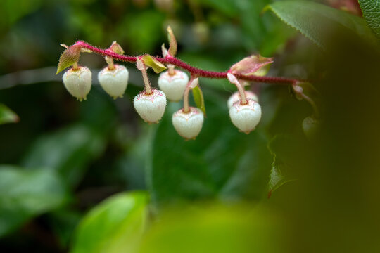 Evergreen shrub of Gaultheria shallon (salal or shallon) with delicate white and pink flowers on the branch with green leaves. Summer bloom in the rainforest.