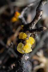 Yellow jelly fungus Tremella mesenterica on dead plant branch with Peniophora, witches' butter mushroom, yellow brain, selective focus