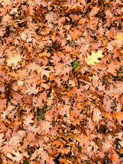 A close up macro photo of colorful fall leaves. 