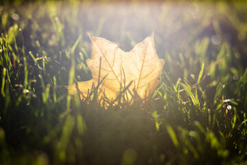 golden yellow color maple leaf on green grass, fall and autumn