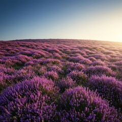 Fragrant purple blossoms blanket rolling hills under a warm sun, releasing a captivating, calming, and natural aroma outdoors ,botanical ,aroma ,blossom