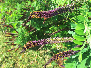 Bushes of amorpha fruticosa or amorpha canescens with violet long flowers bloom in a field.