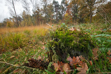 Fototapeta premium Moss covered tree stump in a field with tall grass and autumn foliage; a scene of nature's subtle beauty and decay.