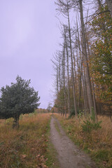 A serene forest path under a moody sky, edged by tall trees and golden grasses, evokes a sense of tranquility and autumn's touch.
