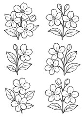 Vector illustration, 6 jasmine flowers, outline version