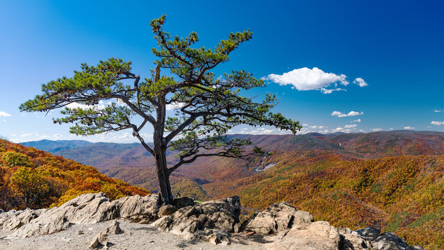 Lone tree on mountain cliff with fall foliage in Shenandoah Valley