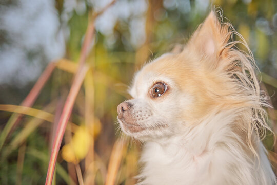 Chihuahua dog. Dog close-up on a background of nature. Chihuahua pet.