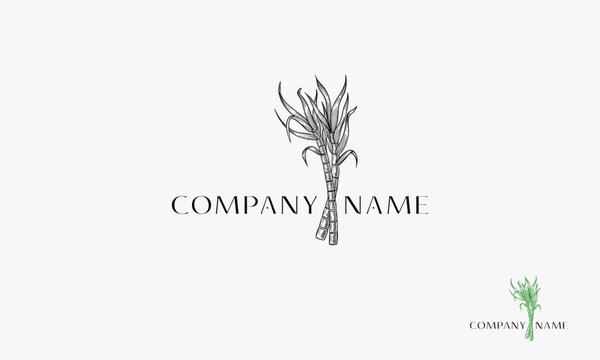 Sugar Cane hand drawn logo, Cane tree vector logo with vintage style