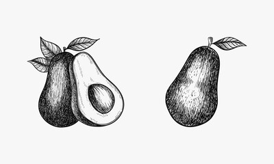 Hand drawn vector image of sliced avocado fruit. Sketch of alligator pear. Image of healthy and organic food or salad ingredient. Vegan and vegetarian meal. Agriculture and farming, gourmet, culinary