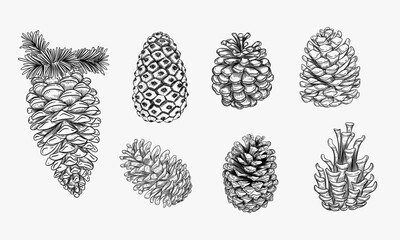 Set of isolated cone sketch. Vector collection of pine or fir, cedar sign. Evergreen or conifer decoration. Nature vintage ornament. Plant for botany or biology book, engraving