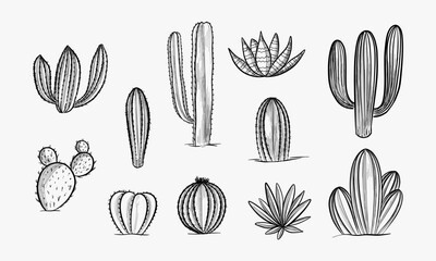 Set of cacti with flowers. Hand drawn illustration converted to vector