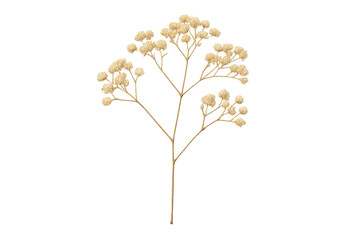 Dried gypsophila baby's breath flower transparent background