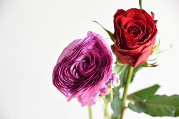 Fototapeta premium 薔薇とラナンキュラス