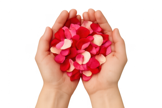 Cupped hands offering red rose petals concept