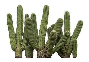 Detailed Cactus Cluster on White Background, showcasing the arid plant's textures and unique form.