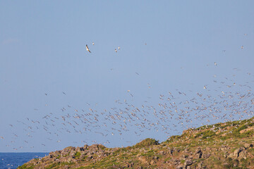 Scenic views of a eagle attacking bird nests on Cook Island nature reserve near Fingal Head, New South Wales, Australia