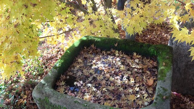 buntes Herbstlaub in einem Wassertrog