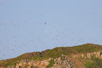 Scenic views of a eagle attacking bird nests on Cook Island nature reserve near Fingal Head, New...