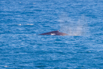 Humpback Whale fin breaching the water seen near the Gold Coast in Queensland, Australia