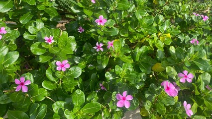 Pink and white flowers blooming in a colorful garden