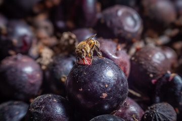 Natural Pollination: Bee on Dark Exotic Berry