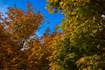 秋の紅葉した木々