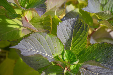 水滴のついた緑の葉