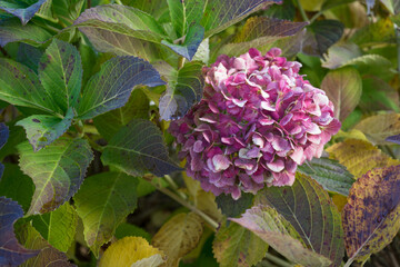 色づいた紫陽花