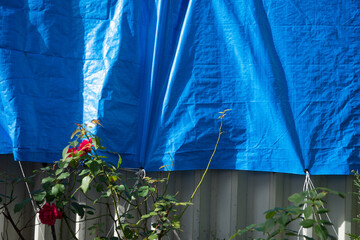 庭と青いテント