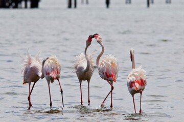 Gruppe von Flamingos im Wasser
