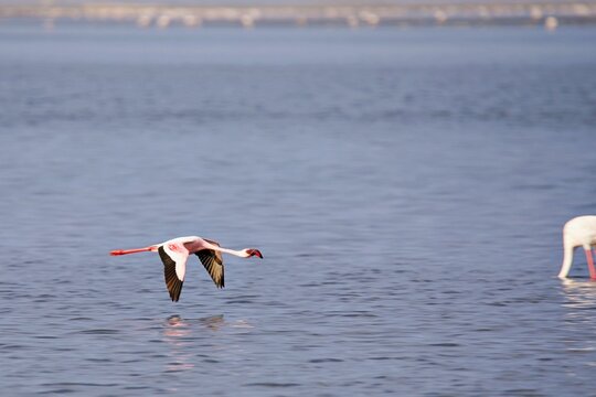Flamingos in Walvis Bay, Namibia